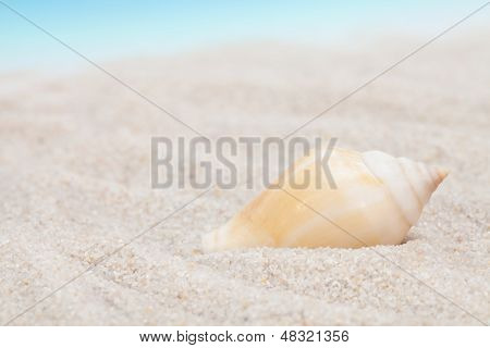 Elegantní mušle na Sandy Beach
