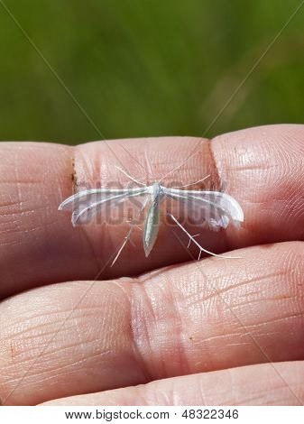 Polilla de penacho blanco