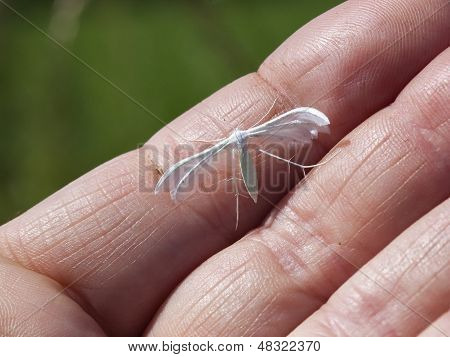 Polilla de penacho blanco en una mano