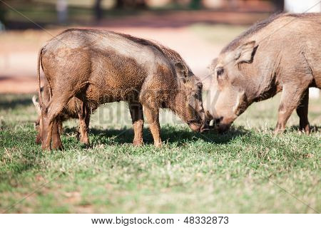 Bahno kryté Warthogs krmení na trávě