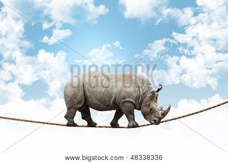 valtava rhino tasapaino köyden