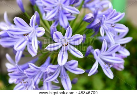 Fiori Agapanthus.