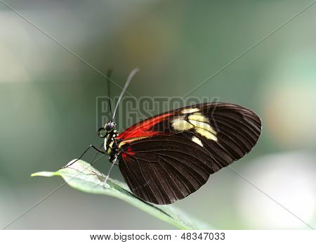 ドリス ・ Longwing 蝶の葉の上に休憩