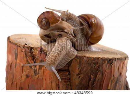 Lumache una sopra l'altra, su Pine Tree Stump