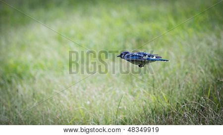 Bluejay Dart