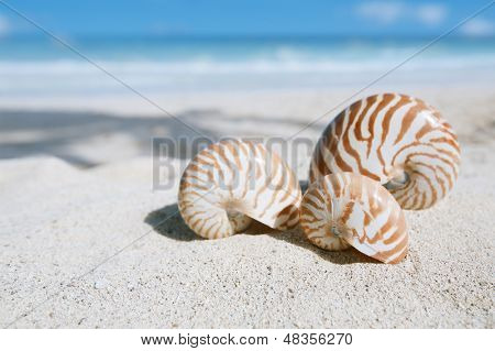 pieni nautilus shell beach, ocean, matala dof ja merimaisema