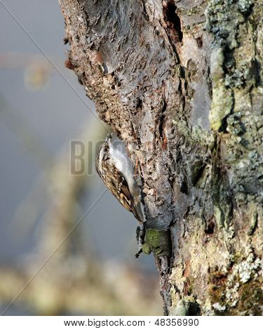 Treecreeper