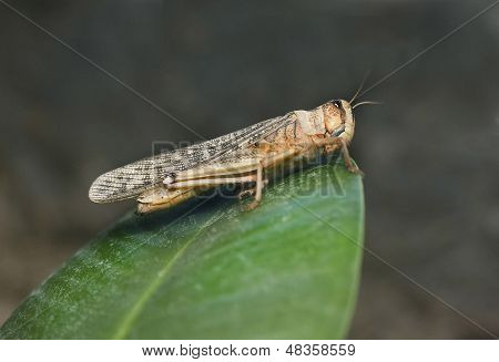 Grasshopper On A Leaf