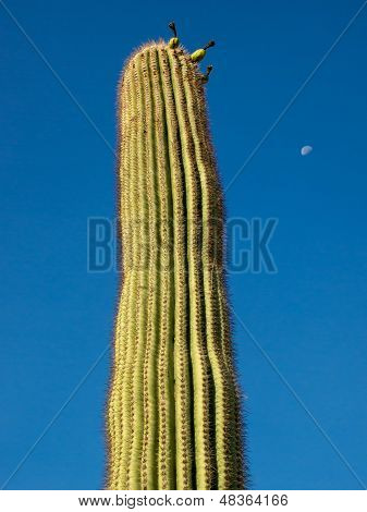 Retrato de Cactus Saguaro