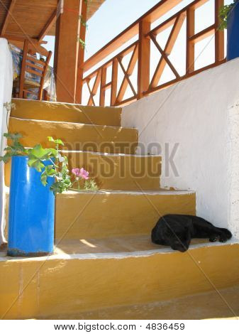 Schwarze Katze auf gelbe Treppe In Griechenland