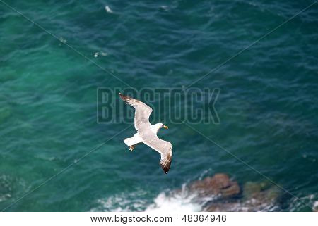 Yellow-legged Gull (larus Michahellis), In Natural Park Of Peï¿½ï¿½n De Ifach Situated In Calp, Spai