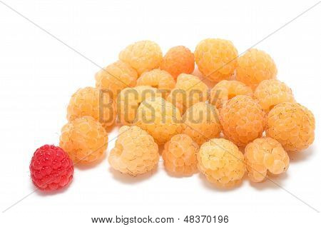 One Red Among Several Yellow Raspberries