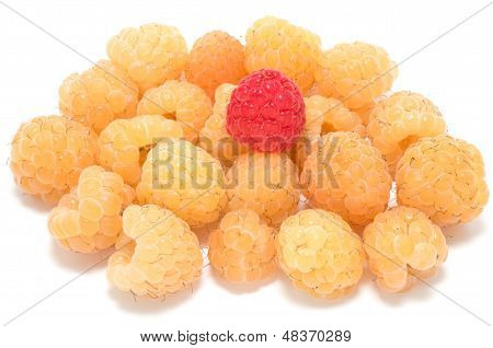 One Red Among Several Yellow Raspberries