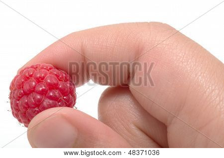 Child Hand Holding One Red Raspberry