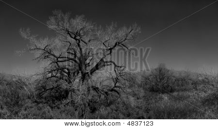 Image infrarouge Monochrome d'un arbre dans la brosse