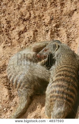 Dwa karzeł Mongoose, grając na piasku