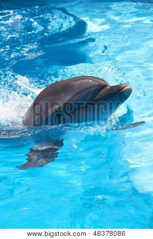 Swimming Dolphin