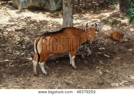 Banteng