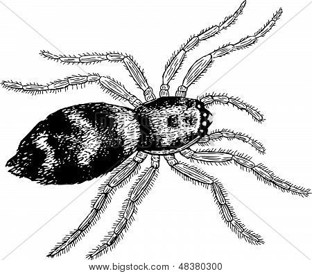 Araña venenosa