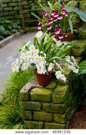Viooltje orchideeën of Miltonia hybride orchideeën in een outdoor omgeving.