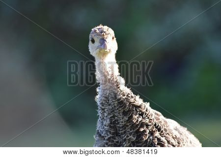Isolated Head Of A Young Turkey With Out Of Focus Background