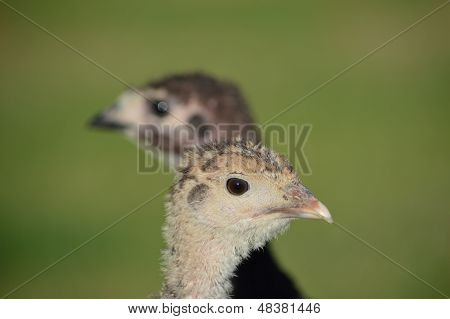 Isolerade huvudet av en ung Turkiet med ur fokus bakgrund