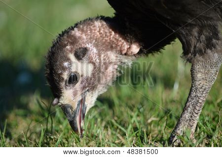 Isolerade huvudet av en ung Turkiet med ur fokus bakgrund