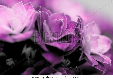 Flores flor de Kalanchoe