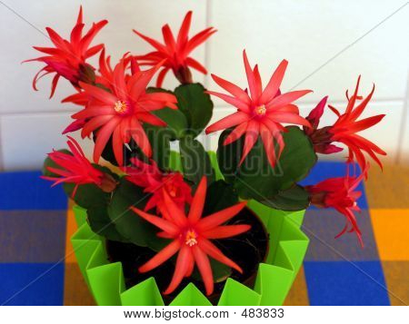Rhipsalidopsis