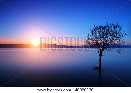 Sagoma dell'albero nel lago di Ohrid, Macedonia al tramonto
