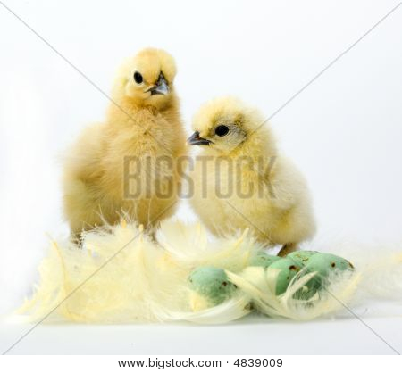 Chickens1