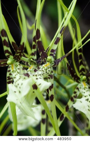 Spider orkideer