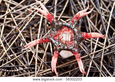 Star Shaped Mushroom