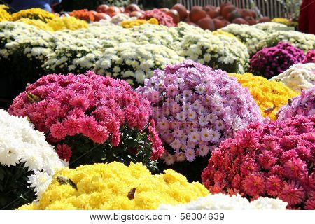 colorful mums for sale