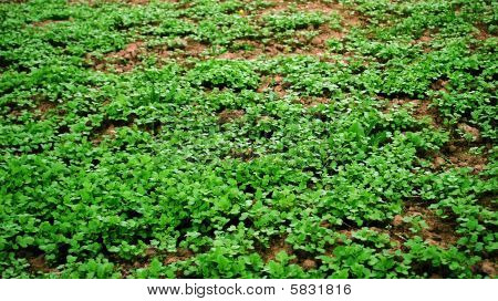 Gras
