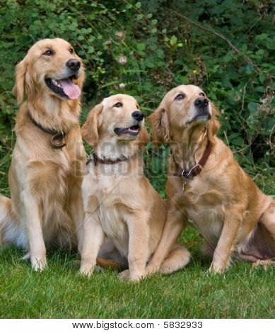 Golden retrievere