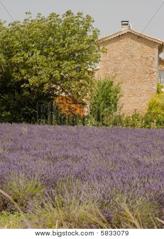 Lavendel felt