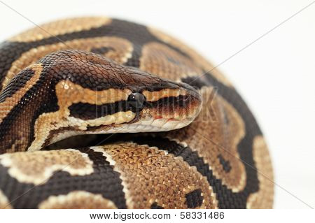 Ball Python Close Up