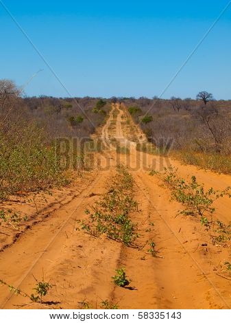 Endless Sandy Road Of Chobe
