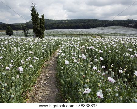 Poppy Field