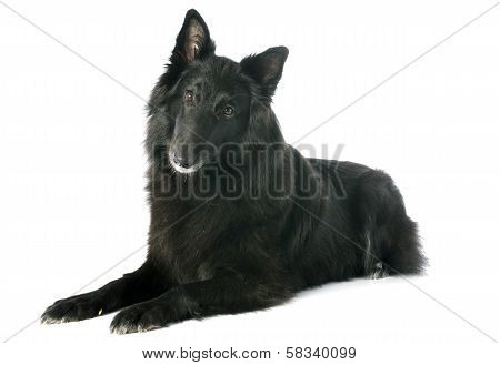 Groenendael