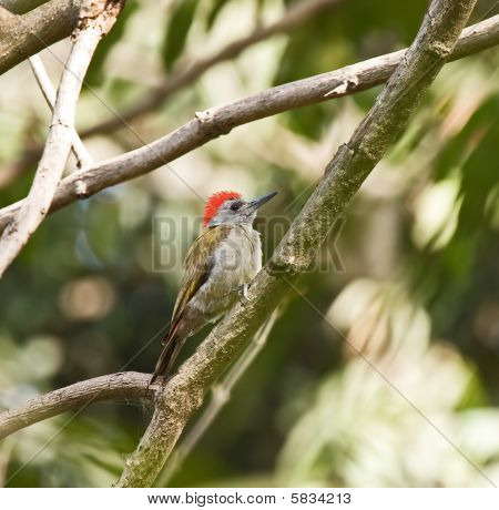 Harmaa Woodpecker