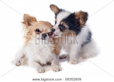 Papillon Puppy And Chihuahua