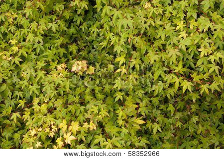 Wall of Acer Leaves Background