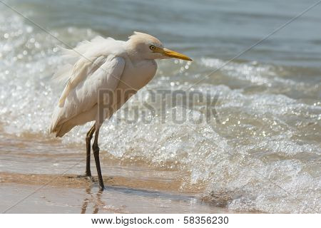 Cattle Egret Standing In The Surf