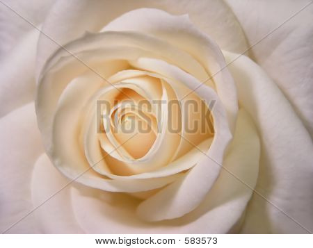 Rosa blanca