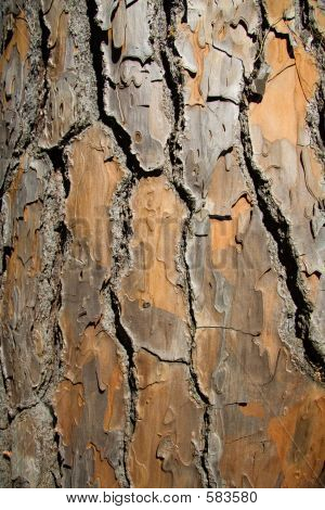Bark