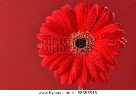 Red Daisy