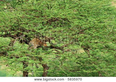 Leopard na stromě