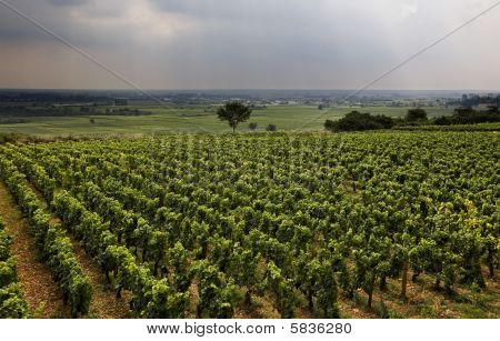 Vinice v Burgundsku